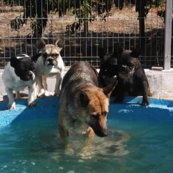 hotel-canis-villa-3