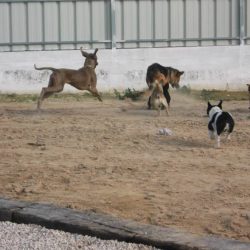 hotel-canis-villa-4