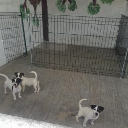 hotel-canis-villa-5